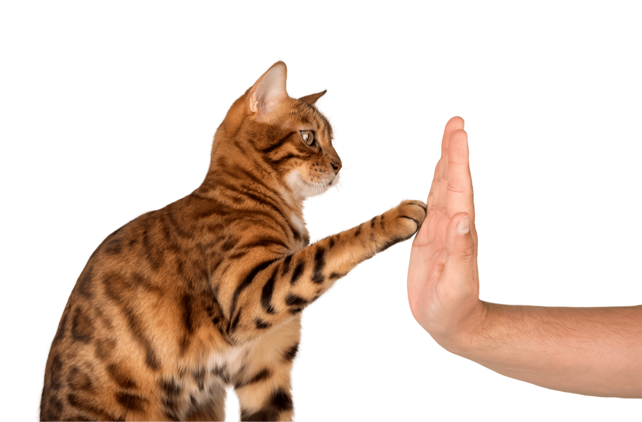 chat et humain main dans la main