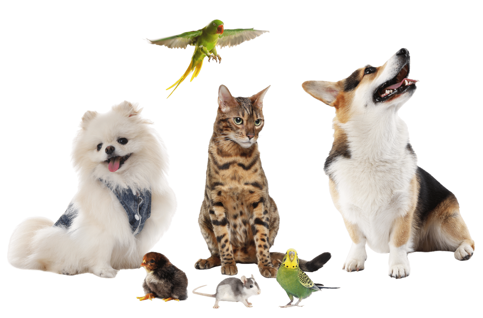 congrès international du comportement animal photographie avec chiens chats oiseaux et nac